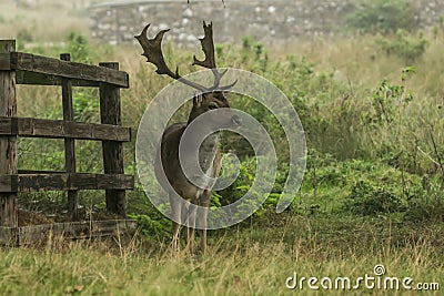 A fallow deer standing near a fence Stock Photo