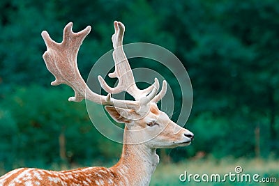 Fallow deer in the wilderness Stock Photo