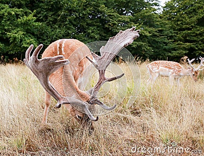 Two fallow deers were eating grass. Stock Photo