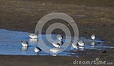 A Flock ofSanderlings Stock Photo