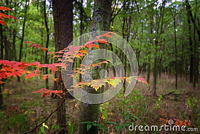 Falls Beauty nature scene. Autumnal Park, Autumn Trees, Autumn forest in Seasonal nature Stock Photo