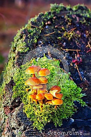 False armillaria mushrooms (Hypholoma fasciculare) Stock Photo