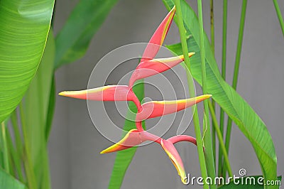 False Bird of Paradise (Lobster-claws) Stock Photo