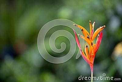 False Bird of Paradise Stock Photo