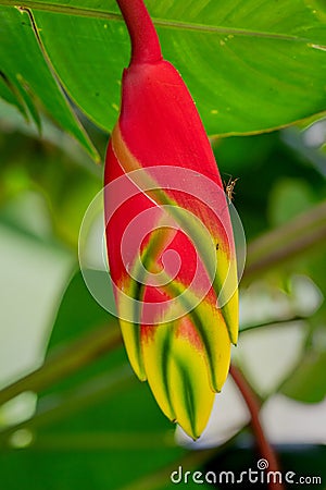 False Bird of Paradise flower, heliconia rostrata. Also known as wild plantains and lobster claws, Mauritius, Africa Stock Photo