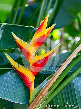 False Bird of Paradise, Heliconia Stock Photo