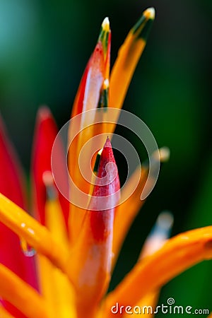 False bird-of-paradise Orange Christmas Heliconia Stock Photo