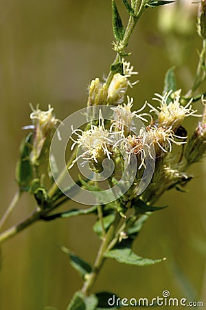 False Boneset 605274 Stock Photo