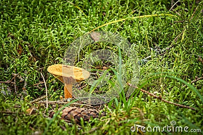 False chanterelle in green moss covered ground in cozy forest. Stock Photo