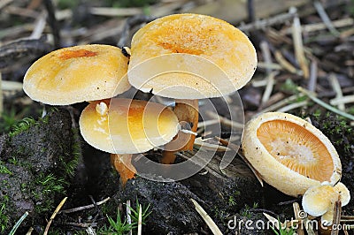 False Chanterelle - Hygrophoropsis aurantiaca Stock Photo