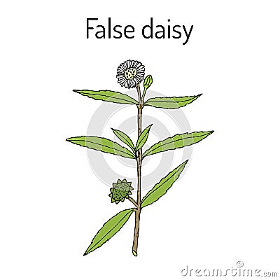 False daisy Eclipta prostrata, alba , medicinal plant Vector Illustration