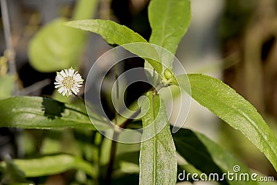 False daisy Plant. Stock Photo