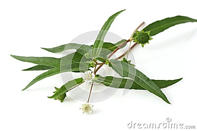 False daisy, white-head tree. Stock Photo