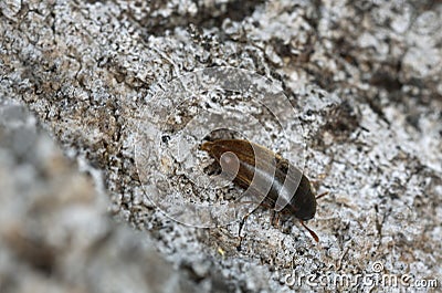 False darkling beetle, Orchesia micans on aspen bark Stock Photo