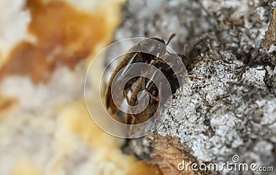 False darkling beetles, Orchesia micans mating on aspen bark Stock Photo