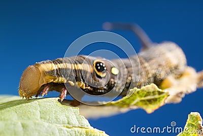 False eye caterpillar Stock Photo