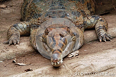 False gavial Stock Photo