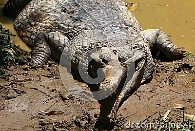 False Gharial is crocodile also known as Malayan gharial. Stock Photo