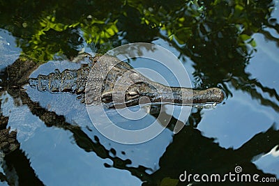 False gharial (Tomistoma schlegelii). Stock Photo