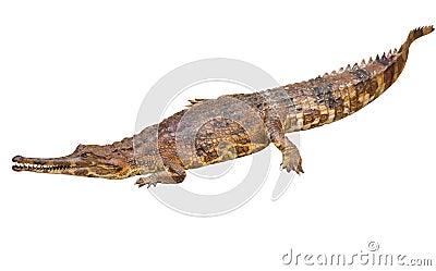 False gharial (Tomistoma schlegelii) Stock Photo