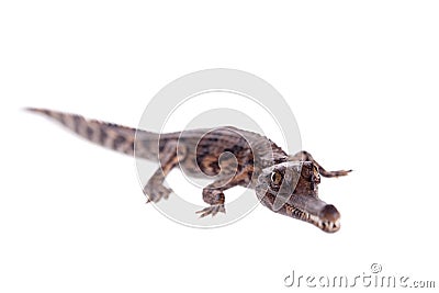 The false gharial , Tomistoma schlegelii, on white Stock Photo