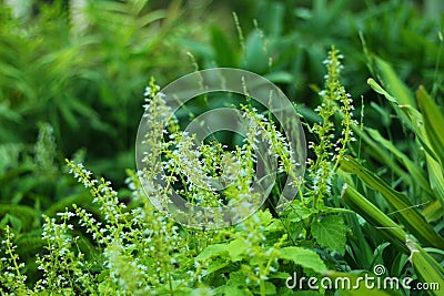 False heather or elfin herb plant with purple flowers in garden or nursery in pakistan Stock Photo