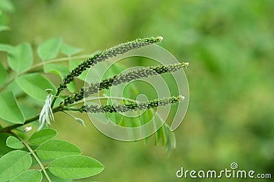 False indigo-bush Stock Photo