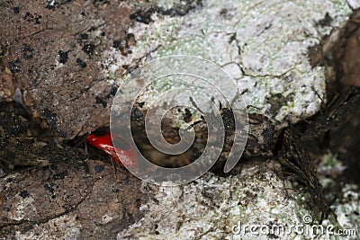 False ladybird, Endomychus coccineus and Flat bugs, Aradus on aspen bark Stock Photo