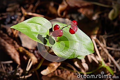 False lily of the valey, maianthemum bifolium Stock Photo