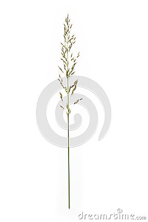 False oat-grass or ryegrass Arrhenatherum elatius isolated on a white background, copy space Stock Photo