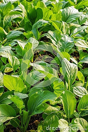 False Pak Choi Stock Photo