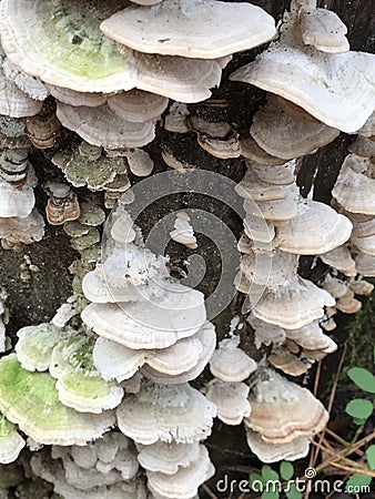 False Turkey Tail Fungi Cascading Down Dead Tree Trunk - Stereum Ostrea Stock Photo