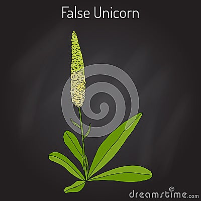 False unicorn Chamaelirium luteum , or blazing-star, devil s bit, fairy wand, helonias - ornamental and medical plant Vector Illustration