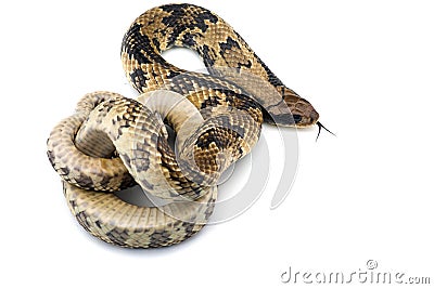 False water cobra on white background Stock Photo