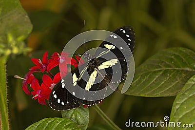 The false zebra longwing Heliconius atthis. Stock Photo