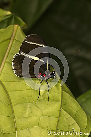 The false zebra longwing Heliconius atthis. Stock Photo