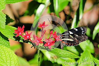 False Zebra Longwing butterfly Stock Photo