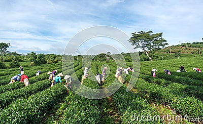 , the famer using hands cut the top of tea ,Havesting the green tea in Vietnam Editorial Stock Photo