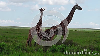 Famiglia africana della giraffa Famiglia africana della giraffa