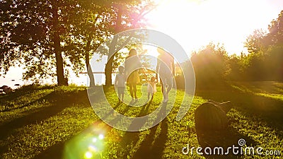 Familia feliz que camina cerca del mar Campo y árboles en campo Colores calientes de la puesta del sol o de la salida del sol Pad Familia feliz que camina cerca del mar Campo y árboles en campo Colores calientes de la puesta del sol o de la salida del sol Pad