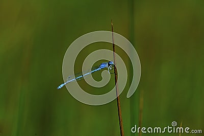 Familiar Bluet Damselfly 54406 Stock Photo