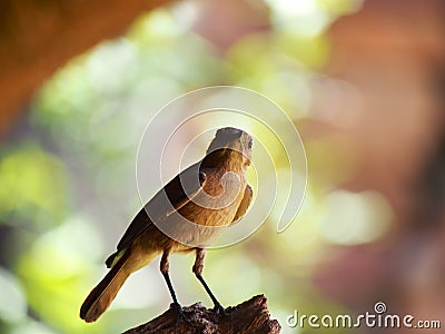 Familiar chat Stock Photo