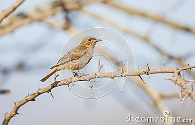 The familiar chat ( Cercomela familiaris) Stock Photo