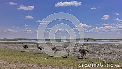 A family of African ostriches with brown fluffy plumage walks in the savannah Stock Photo