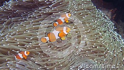 A family of Amphiprion ocellaris or Common Clownfish on a heteractis magnifica Stock Photo