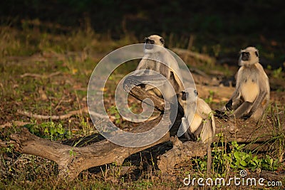 Family of baboons basking in forest Stock Photo