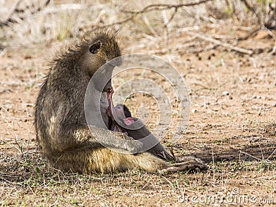 Family of baboons in the bush, in Kruger park Stock Photo