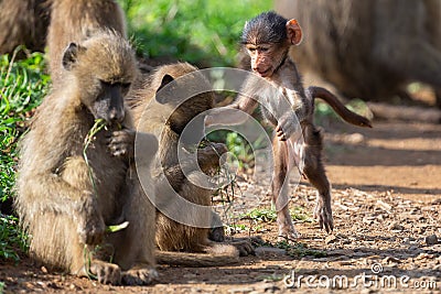 Family of baboons playing on the ground with their young to have fun Stock Photo