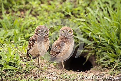 Family with Baby Burrowing owls Athene cunicularia perched outside a burrow Stock Photo