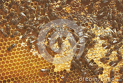 A family of bees gather and carry honey in waxen honeycombs. Hive of the beekeeper Stock Photo